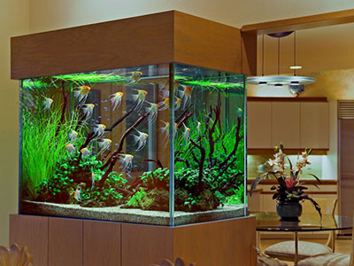 Conception, fabrication, décoration et entretien d'aquarium